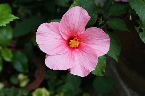 芙蓉 樹